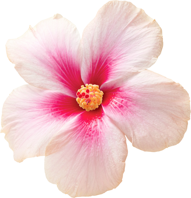 Pink hibiscus flower transparency background.