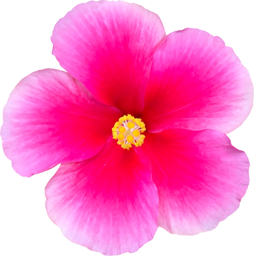 hibiscus flower pink beautiful nature photograph